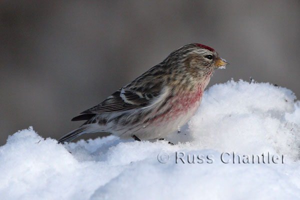 Common Redpoll © Russ Chantler